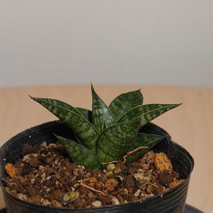 サンスベリア ミニオン タワー 抜き苗(1) - メルカリ