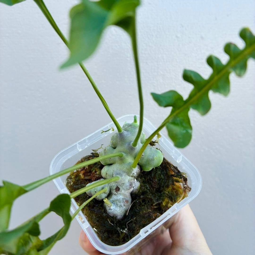 希少・美麗】レカノプテリス ルゾネンシス＋イエローチップ 計2点