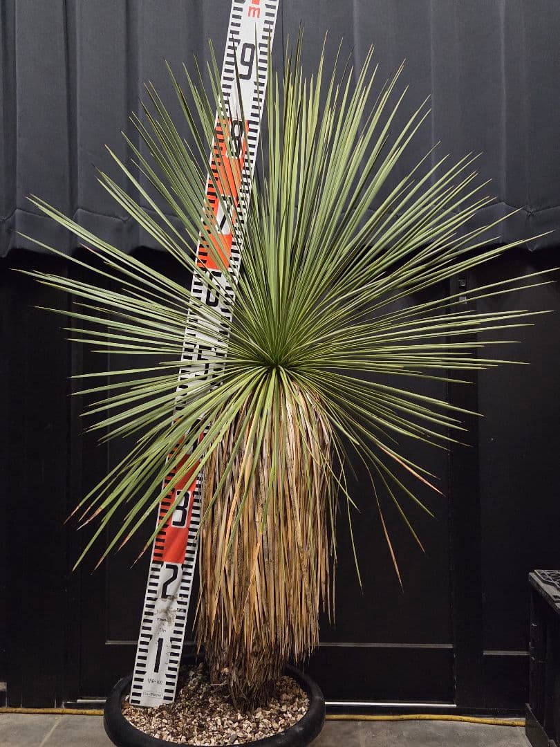 ユッカ リネアリフォリア (な)