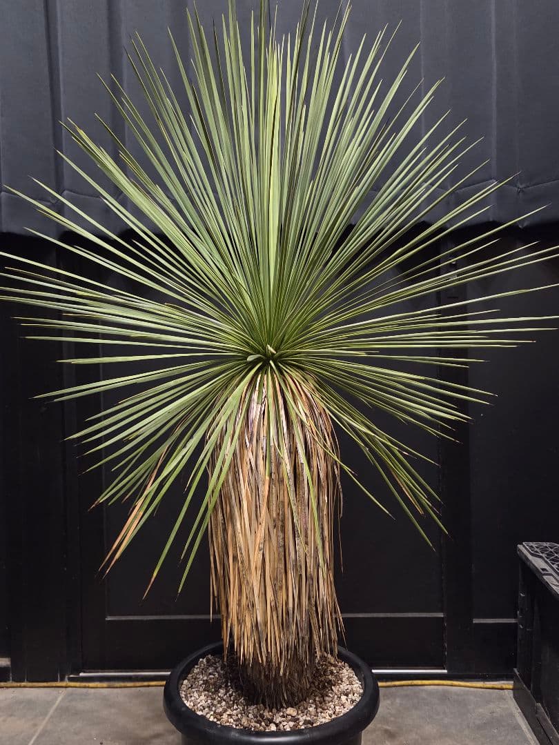 ユッカ リネアリフォリア (な)