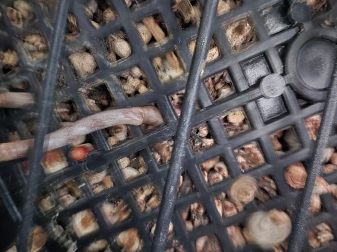 ユッカ リネアリフォリア (な)