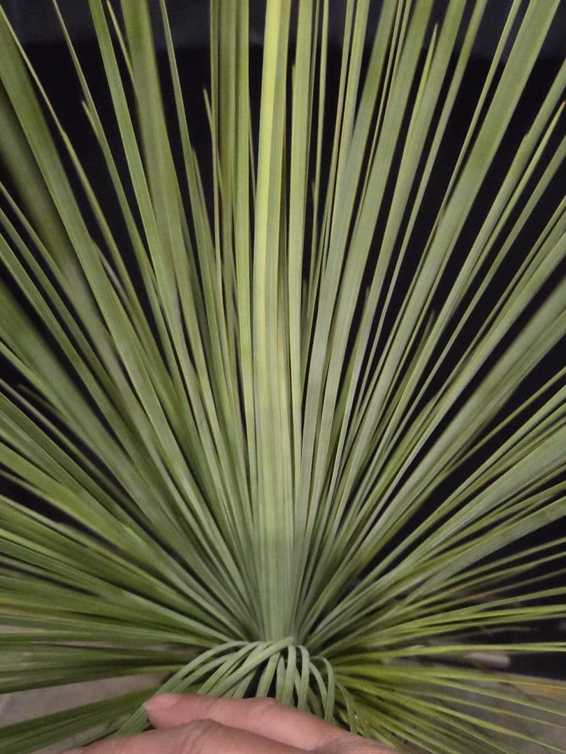 ユッカ リネアリフォリア (な)