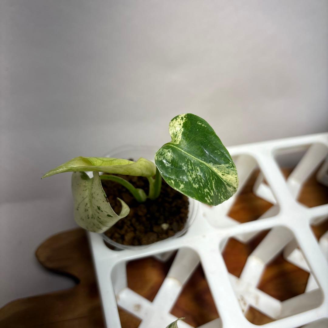 た*ま様 5株セットMS17【特別選抜】ホワイトモンスター／天津蘭