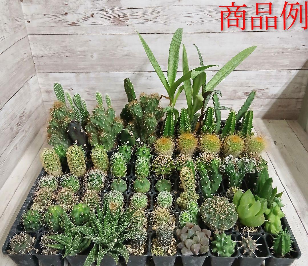 多肉植物　ミニサボテン　抜き苗　おまかせ　100個
