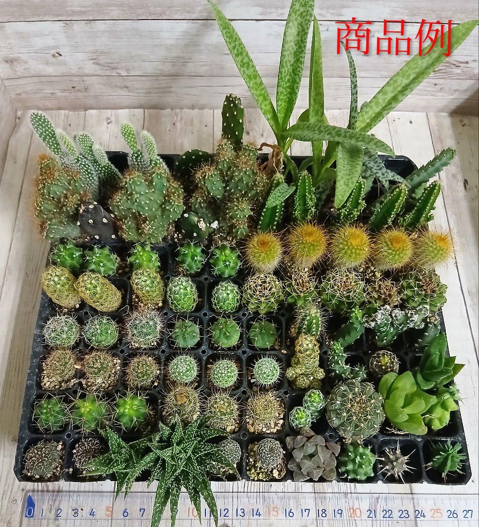 多肉植物　ミニサボテン　抜き苗　おまかせ　100個