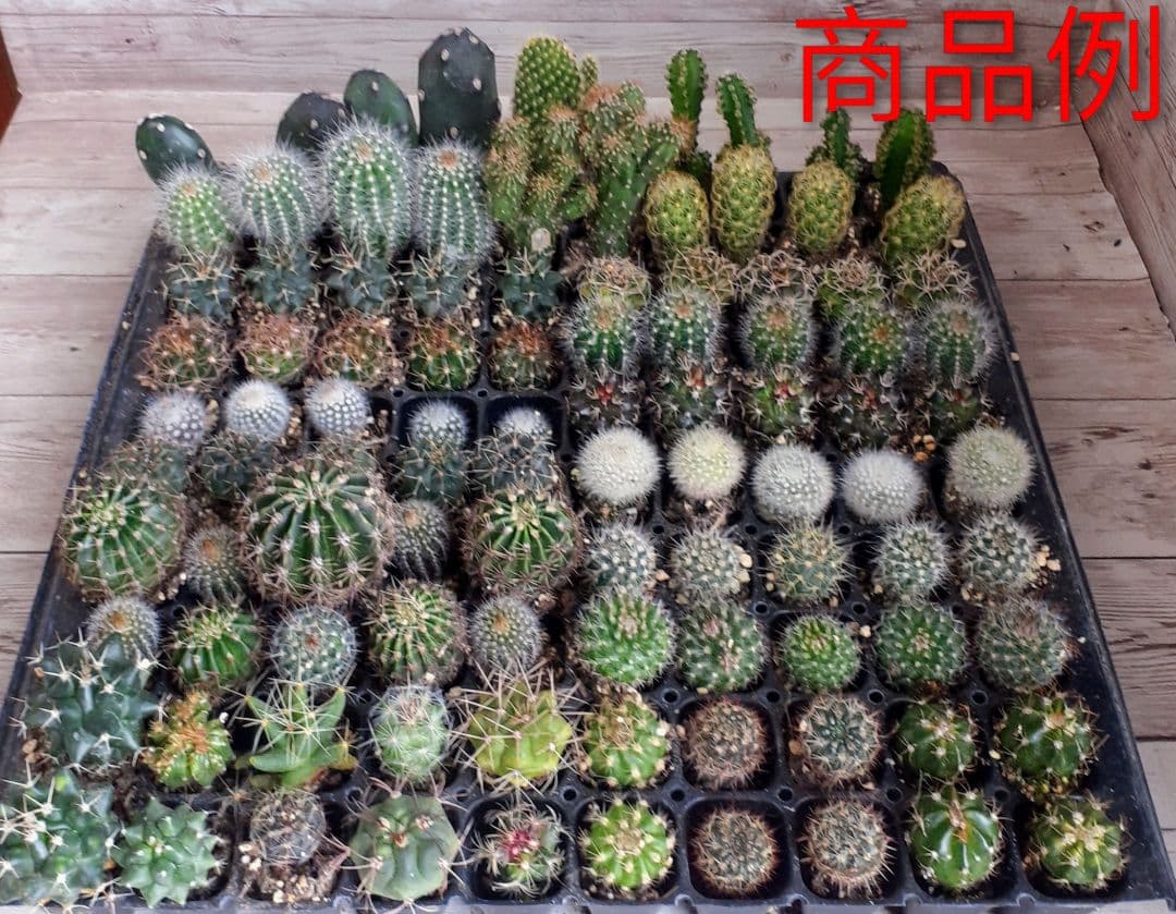 多肉植物　ミニサボテン　抜き苗　おまかせ　100個