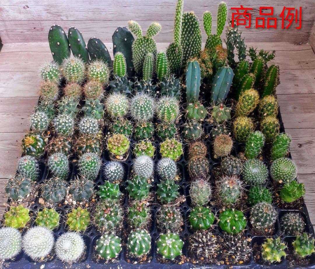 多肉植物　ミニサボテン　抜き苗　おまかせ　100個