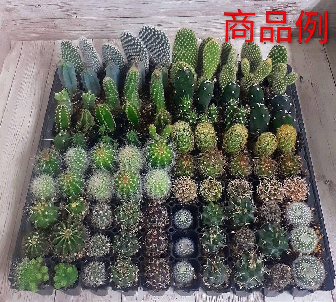 多肉植物　ミニサボテン　抜き苗　おまかせ　100個