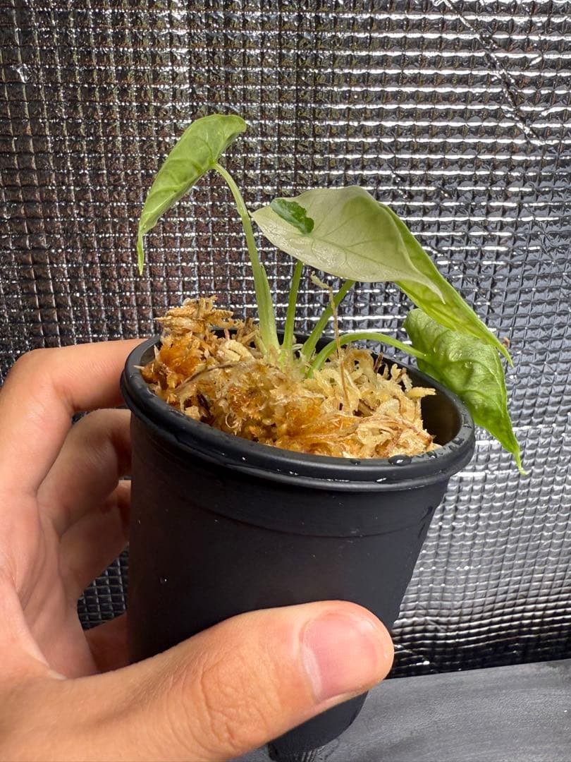 K1 フィロデンドロン キティナ 健康カット苗