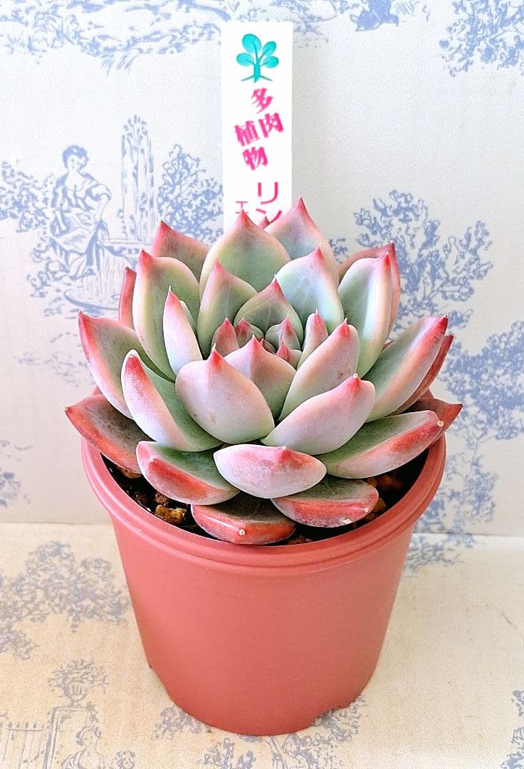 いとうグリーンさん苗リンゼアナ札付きポットごとメルカリ便 - メルカリ