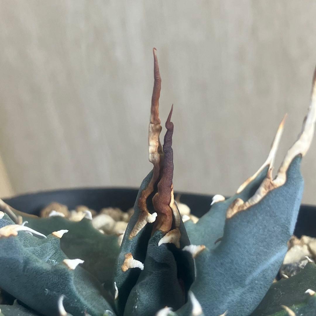 アガベ　ユタエンシス　エボリスピナ　陽炎　実生　将来有望株　オテロイ　チタノタ