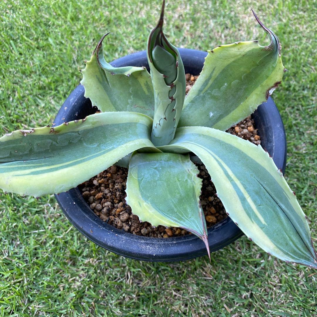 アガベオバティフォリアオルカ発根済6