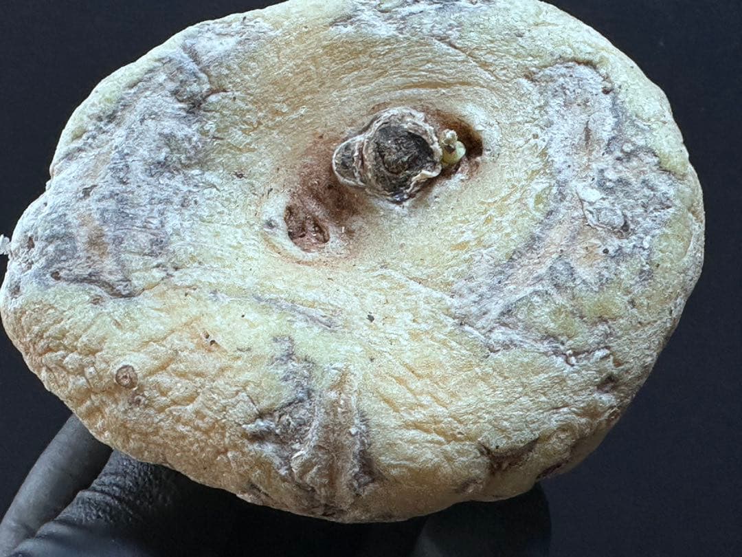 あ*き様 614特選ブラキステルマバーベラエBrachystelma barbe - メルカリ