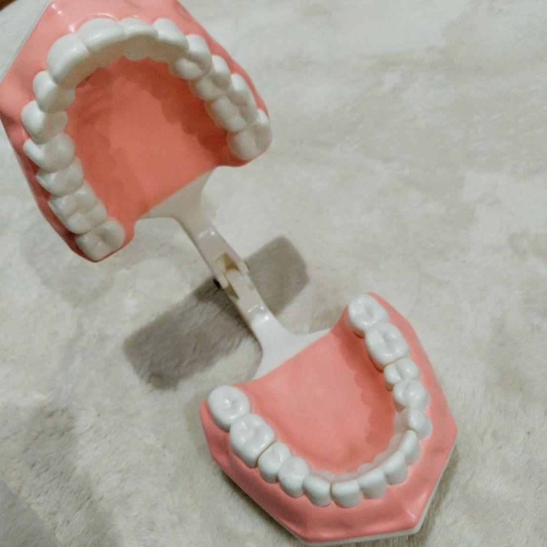 最終価格　LION　歯磨き指導用模型・ブラシ付き