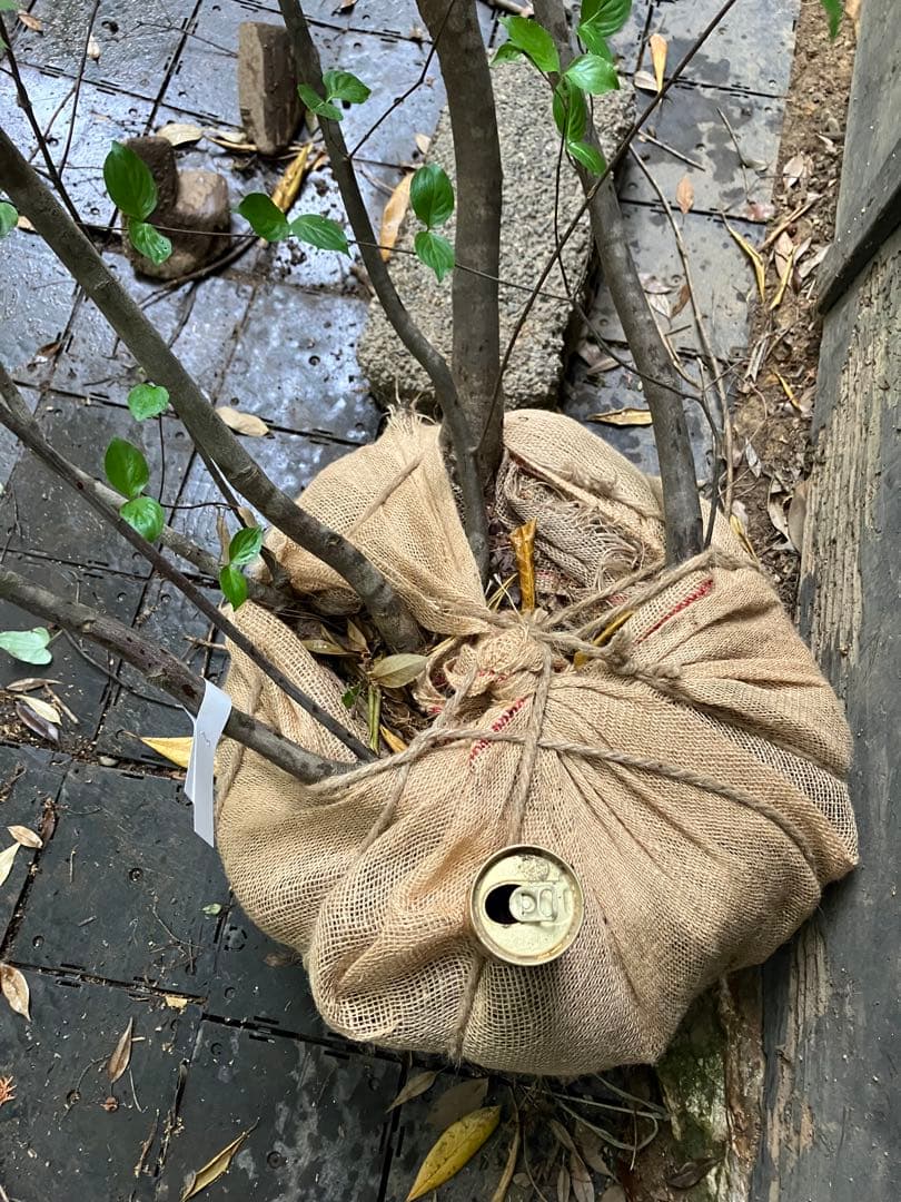 25 山採り　ヤマボウシ