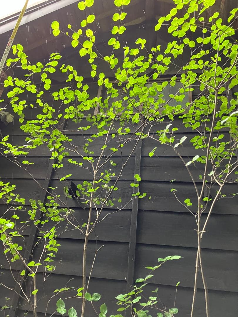 25 山採り　ヤマボウシ