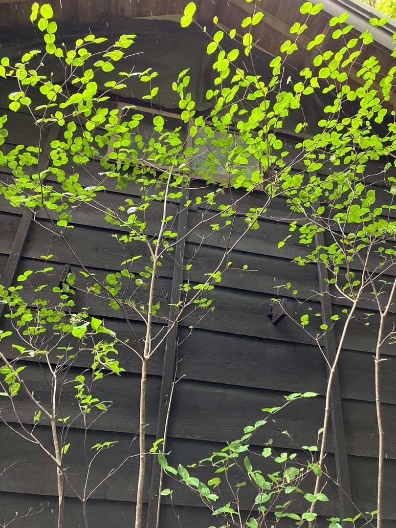 25 山採り　ヤマボウシ