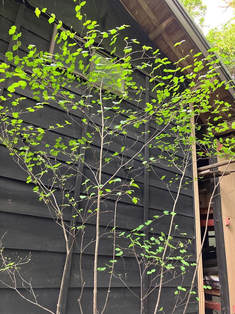 25 山採り　ヤマボウシ