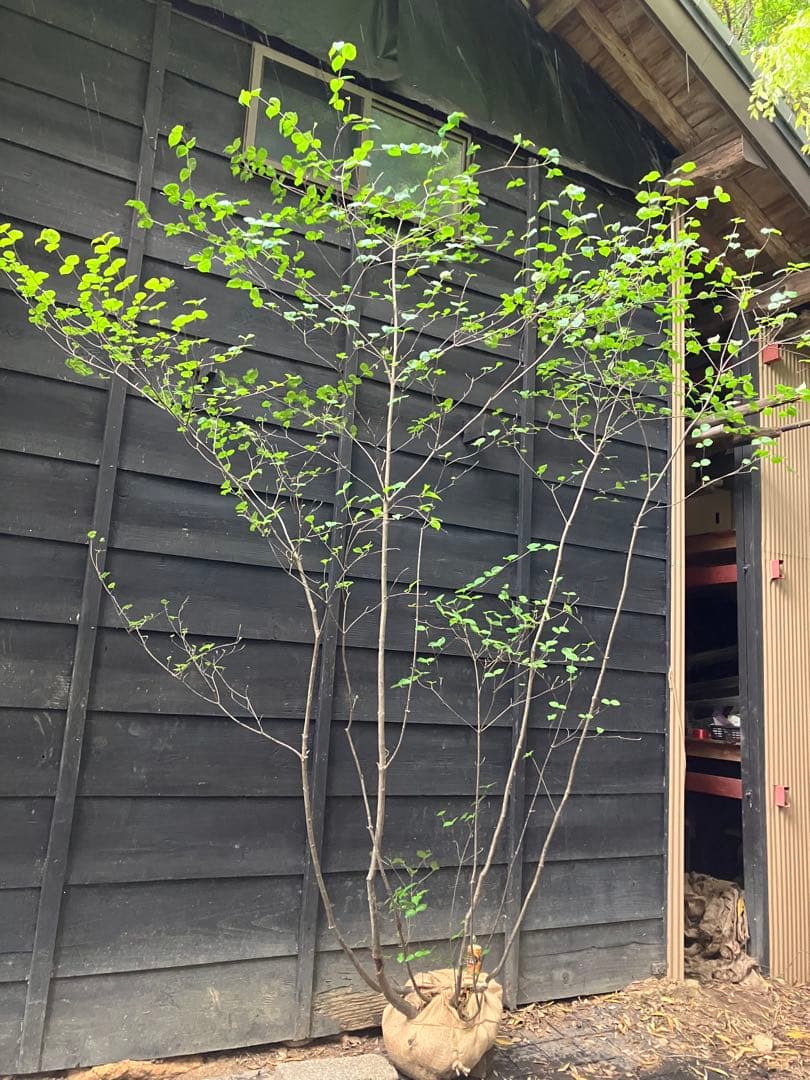 25 山採り　ヤマボウシ