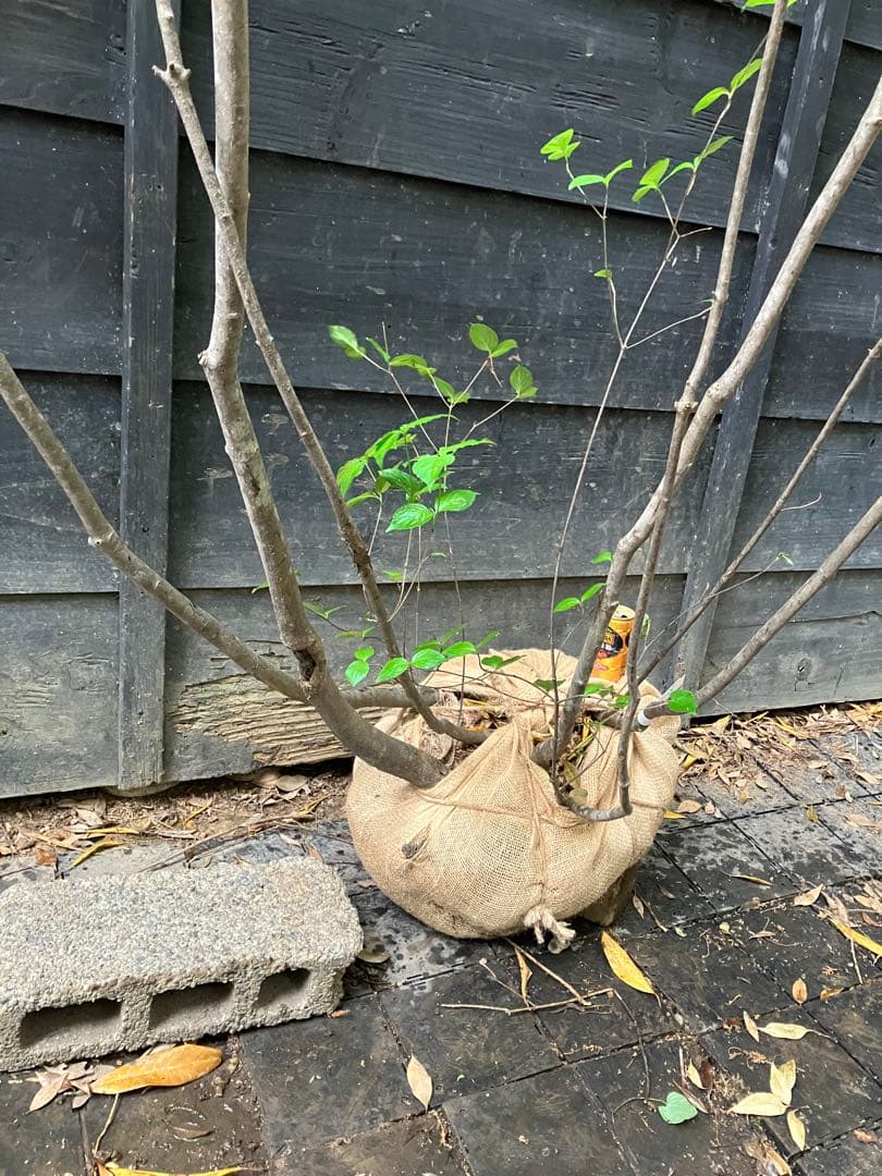 25 山採り　ヤマボウシ