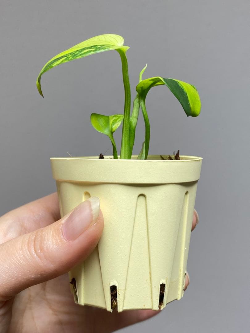 超希少‼️超極斑‼️】モンステラ エレクトロライト 斑入り レア 人気