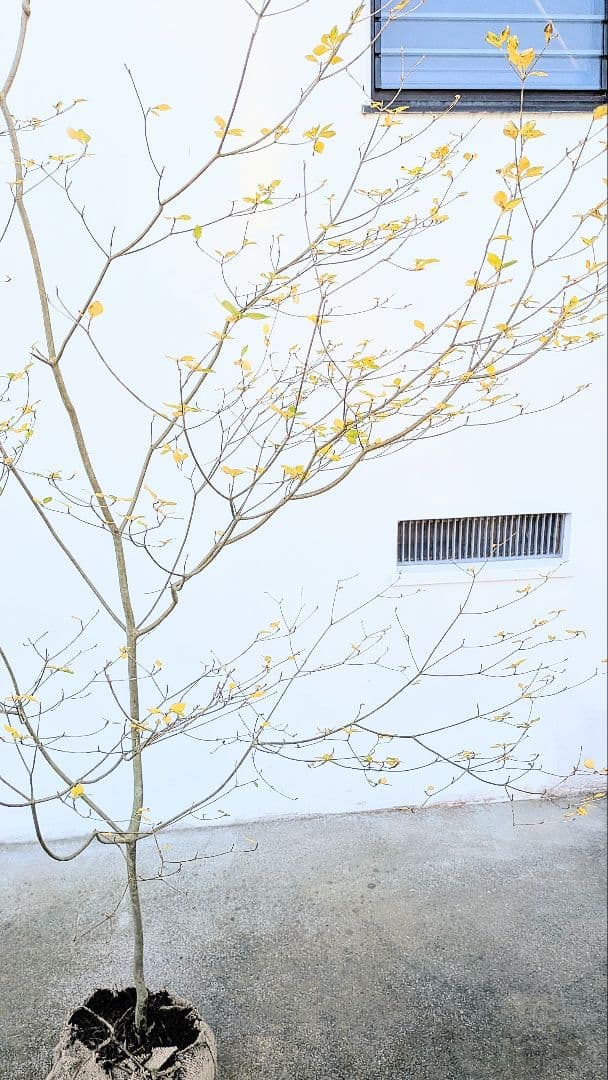 新春特価！。特大の山採りドウダンツツジ。