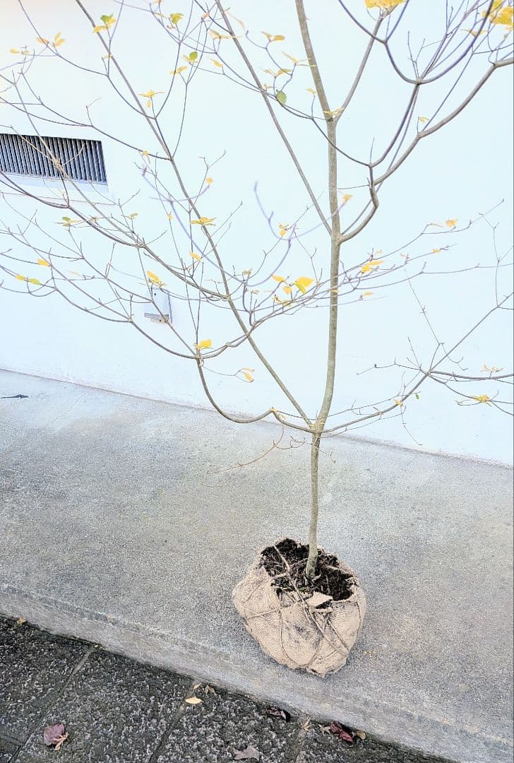 新春特価！。特大の山採りドウダンツツジ。