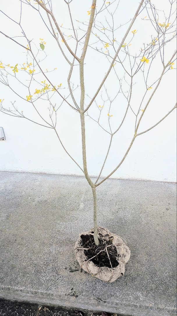 新春特価！。特大の山採りドウダンツツジ。