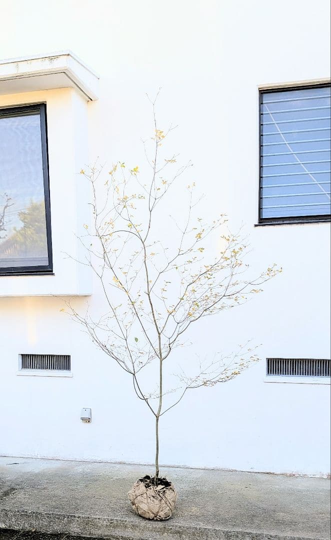 新春特価！。特大の山採りドウダンツツジ。