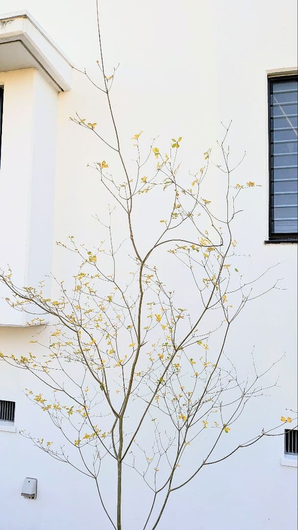 新春特価！。特大の山採りドウダンツツジ。