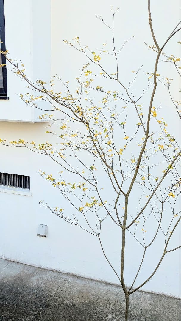 新春特価！。特大の山採りドウダンツツジ。