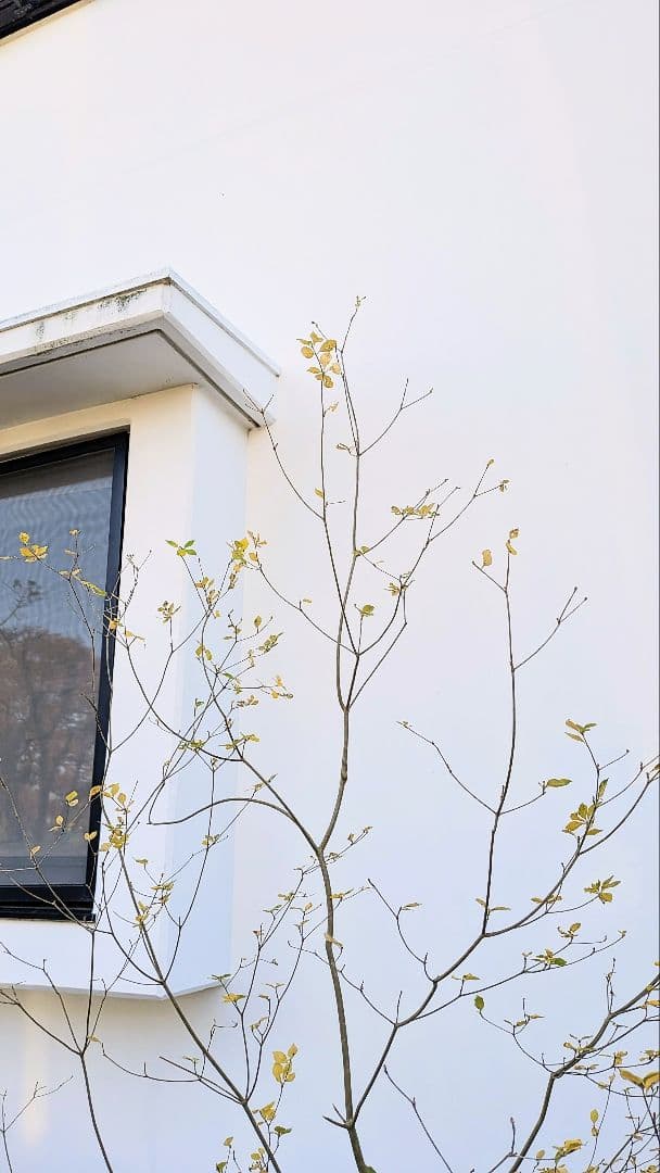 新春特価！。特大の山採りドウダンツツジ。