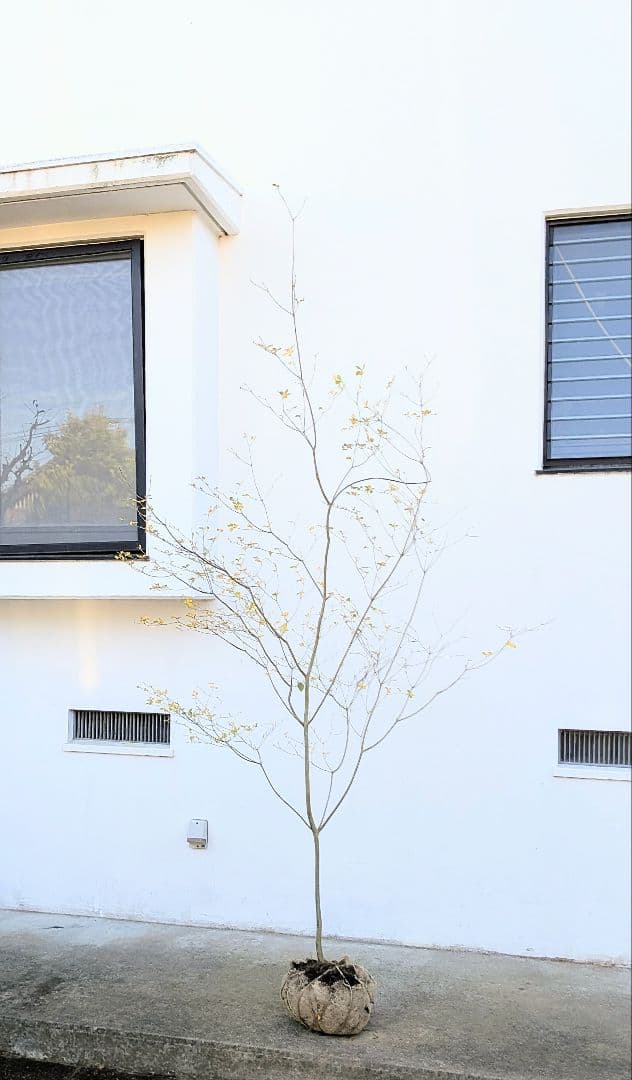 新春特価！。特大の山採りドウダンツツジ。