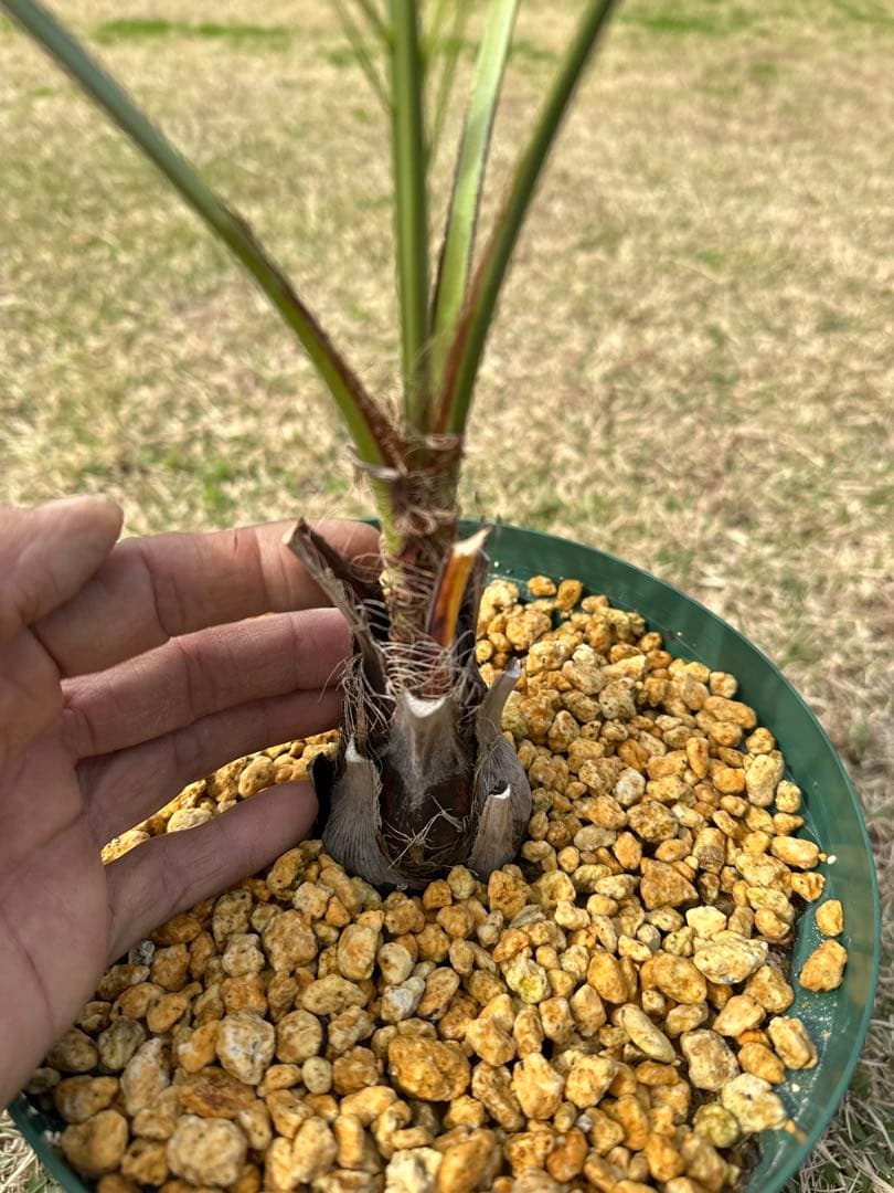 ココスヤシ　2株セット