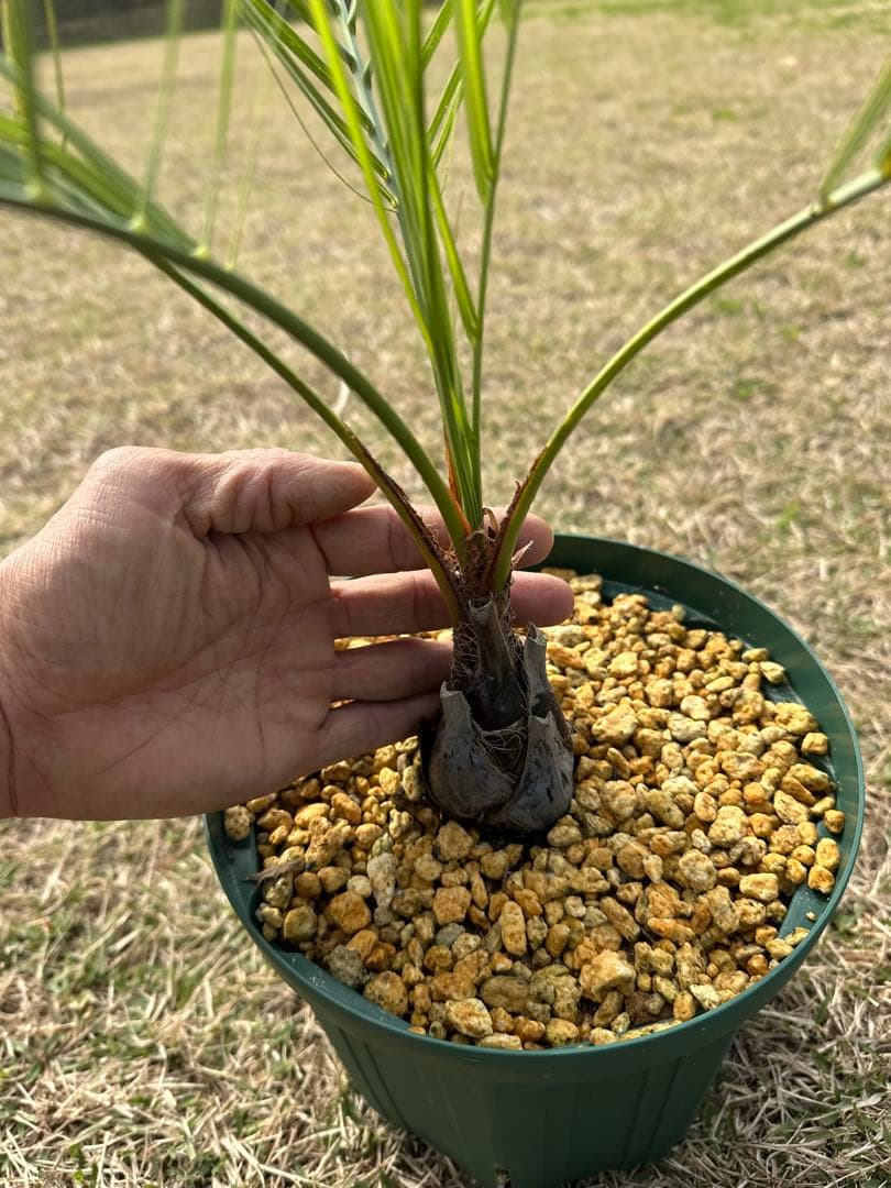 ココスヤシ　2株セット