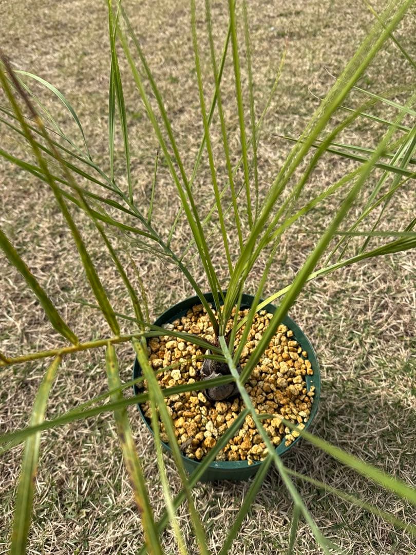 ココスヤシ　2株セット