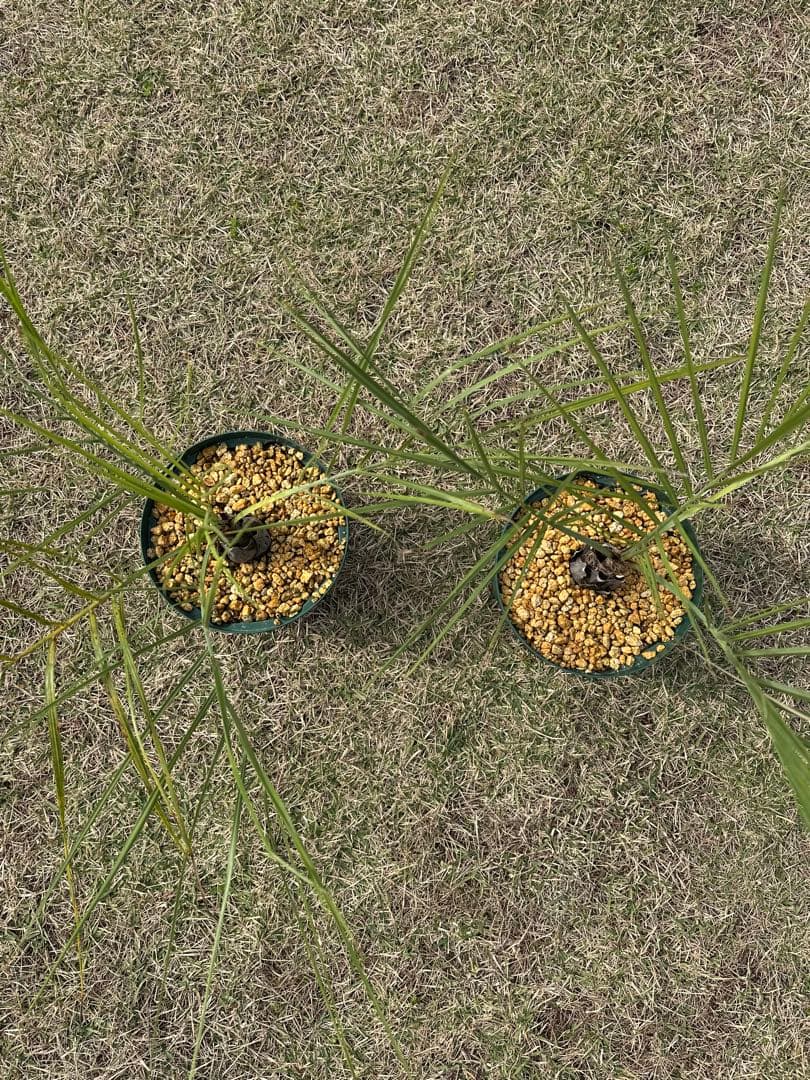 ココスヤシ　2株セット