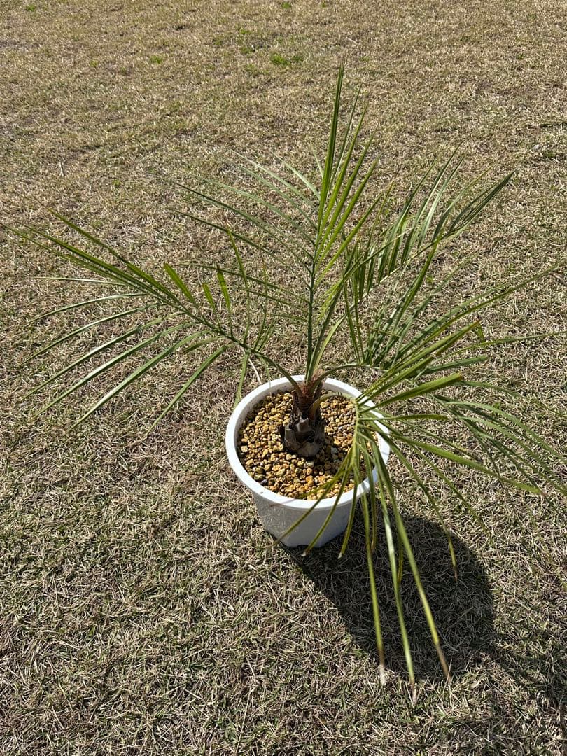 ココスヤシ　2株セット