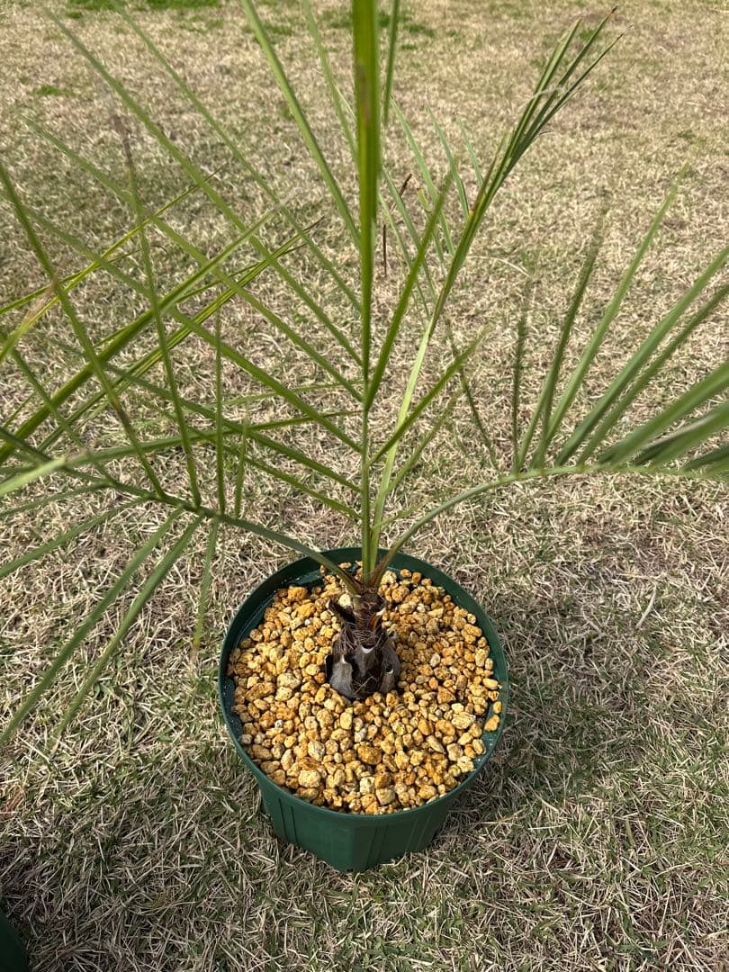 ココスヤシ　2株セット