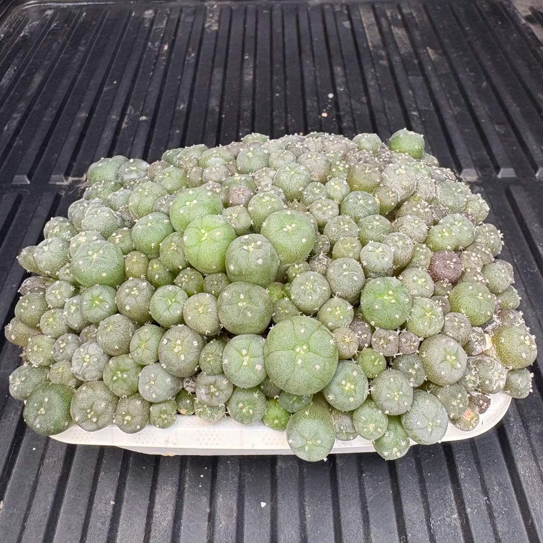 ★☆銀冠玉いろいろ② 実生☆★