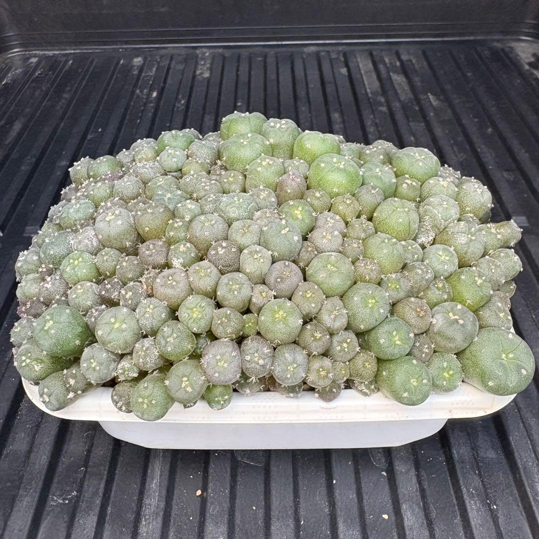 ★☆銀冠玉いろいろ② 実生☆★