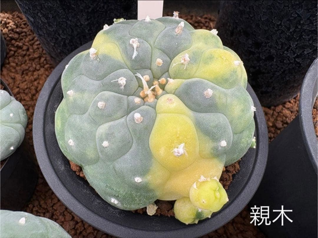 ★☆銀冠玉いろいろ② 実生☆★