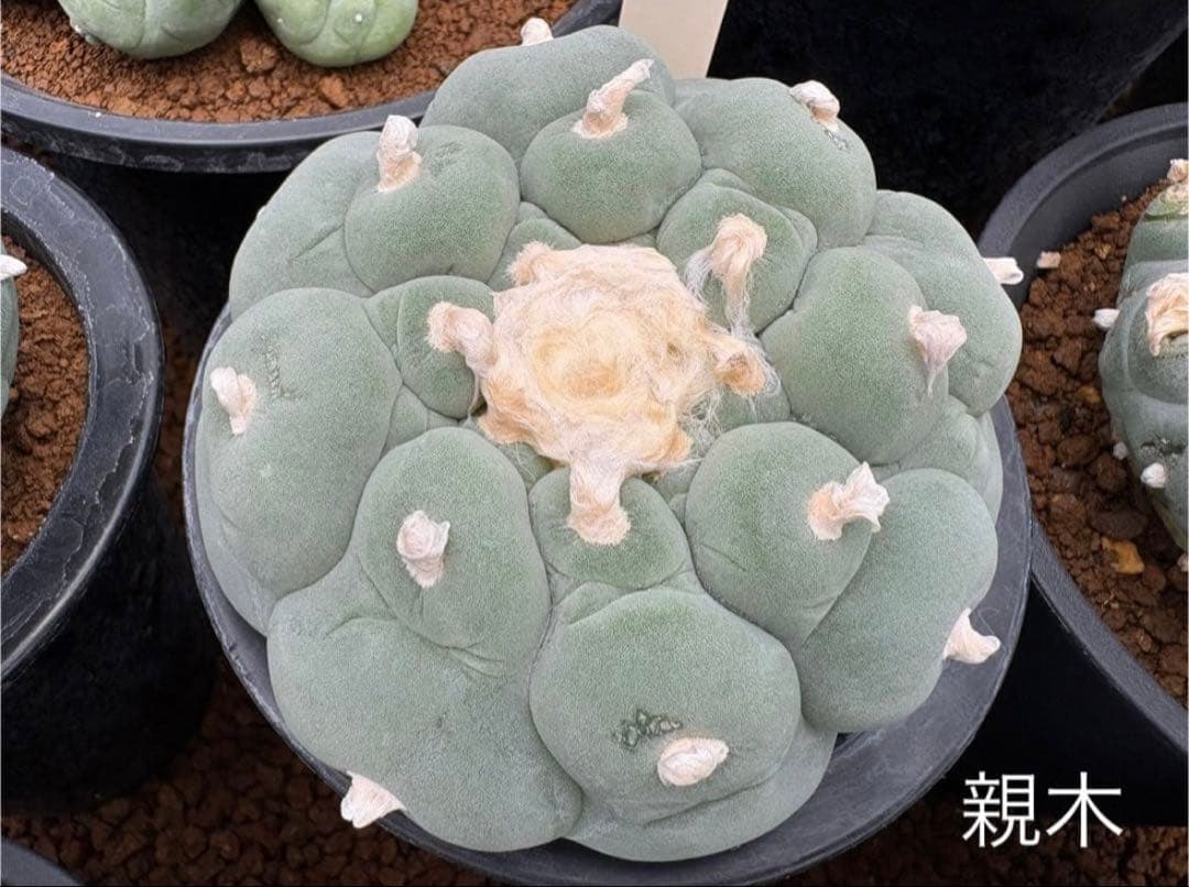 ★☆銀冠玉いろいろ② 実生☆★