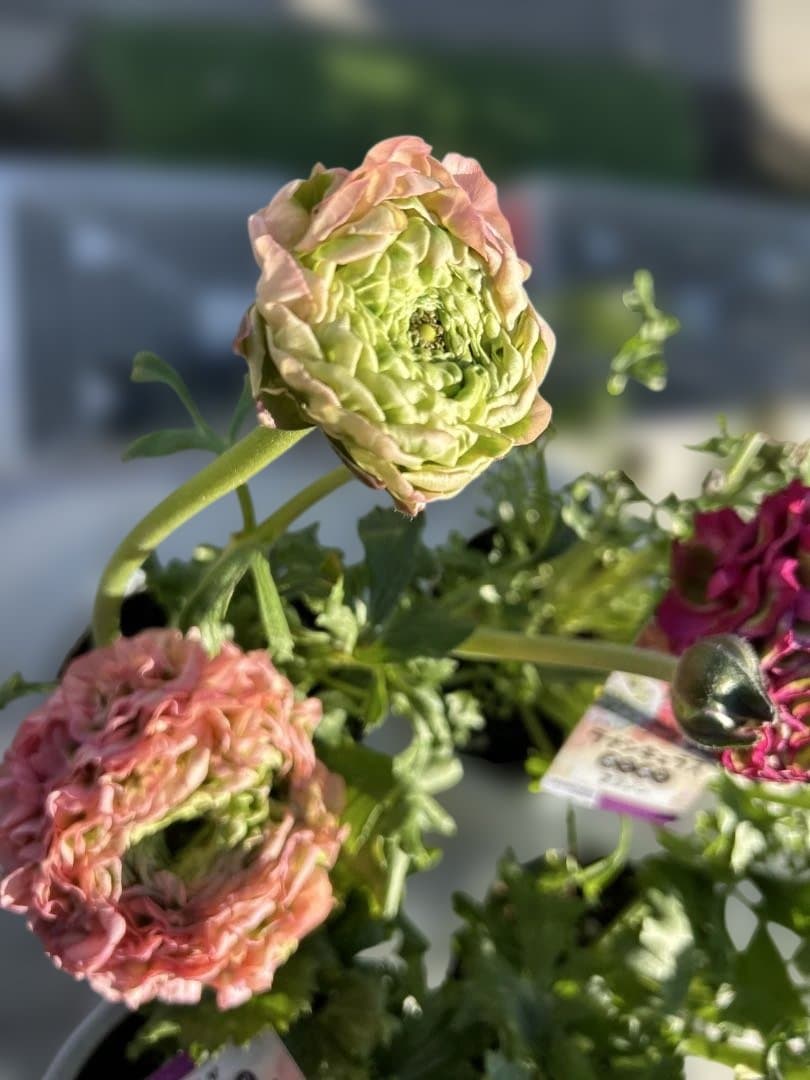 ラナンキュラス ポンポンシリーズ5号鉢6種セット - メルカリ