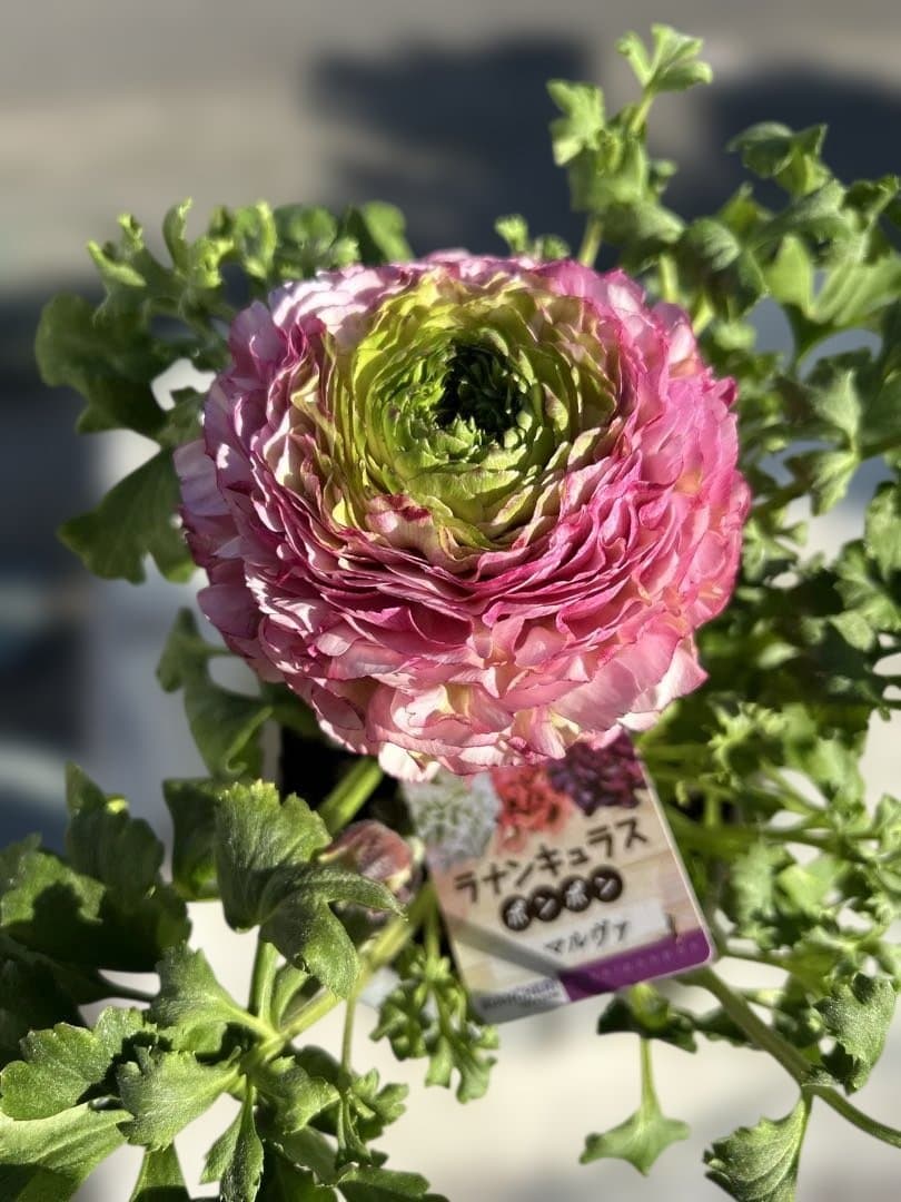 ラナンキュラス ポンポンシリーズ5号鉢6種セット - メルカリ