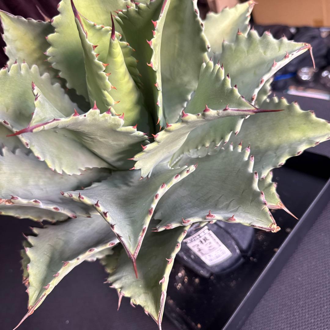 アガベ　シャウィー × イシスメンシス　ハイブリッド　シャウイシ　ジェレミー