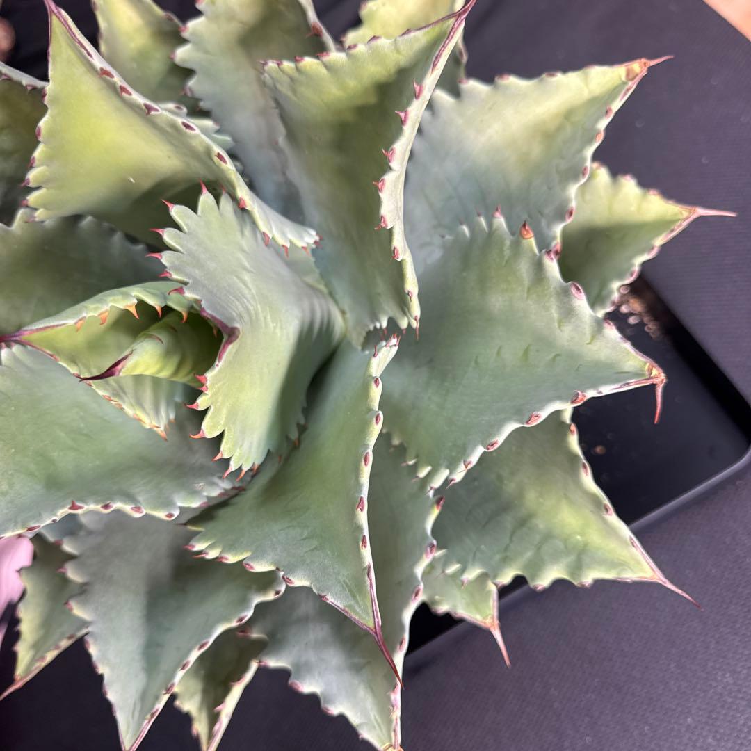 アガベ　シャウィー × イシスメンシス　ハイブリッド　シャウイシ　ジェレミー