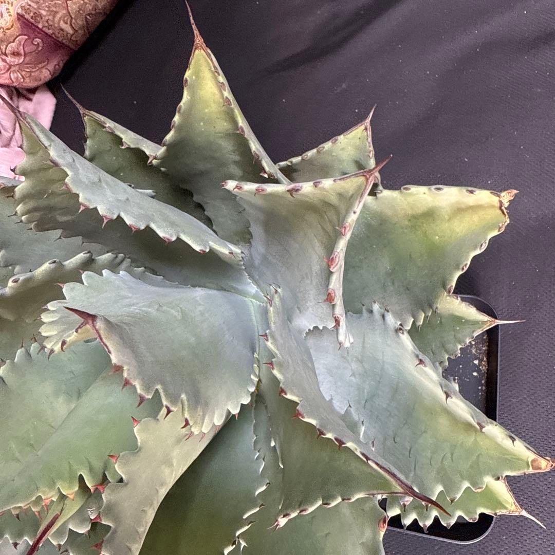 アガベ　シャウィー × イシスメンシス　ハイブリッド　シャウイシ　ジェレミー