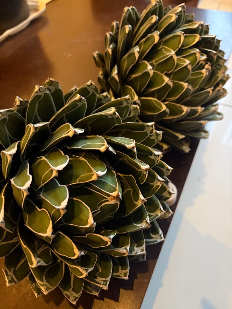 専用ページ　アガベ ダルマ笹の雪　濃白大苗◇ドライガーデン多肉サボテン　チタノタ