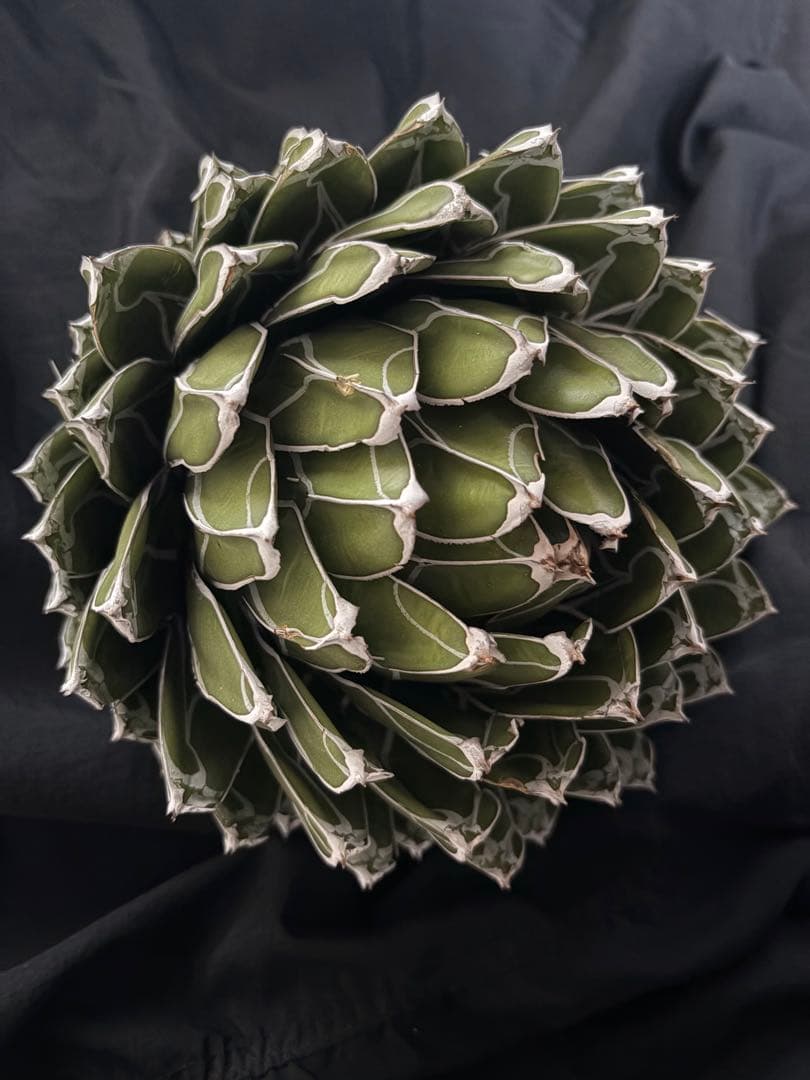 専用ページ　アガベ ダルマ笹の雪　濃白大苗◇ドライガーデン多肉サボテン　チタノタ